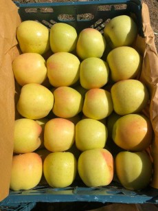 سیب صادراتی تهران